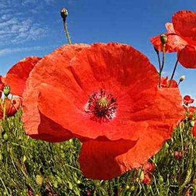 开元棋棋牌388ccvod官网版截图